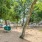 a dog park with trees