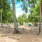 a dog park with trees