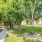 a yard and trees with a walkway