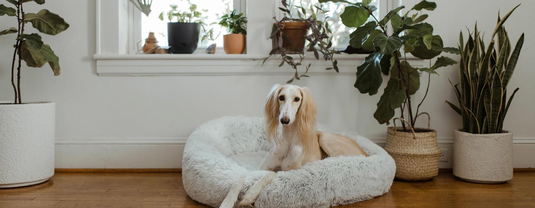 We welcome all your furry friends large dog sits in its bed under a windowsill full of potted plants